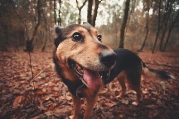 Close-Up Photo of Dog