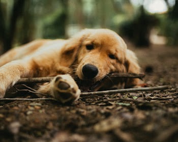 Close-Up Photo of Dog Biting Branch