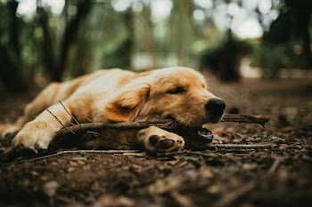 Close-Up Photo Of Dog Biting Tree Branch