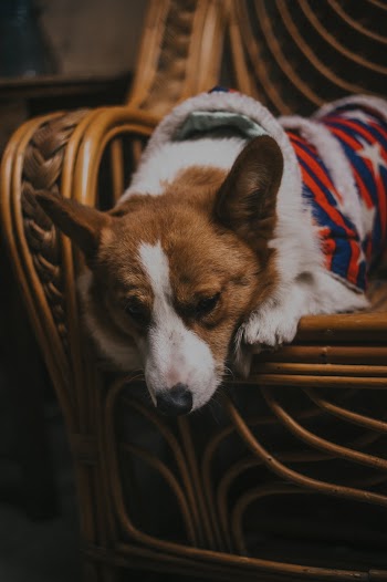 Close-Up Photo of Dog Lying On Chair