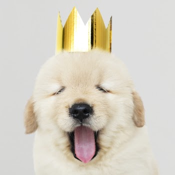 Close-Up Photo of Dog Wearing Golden Crown