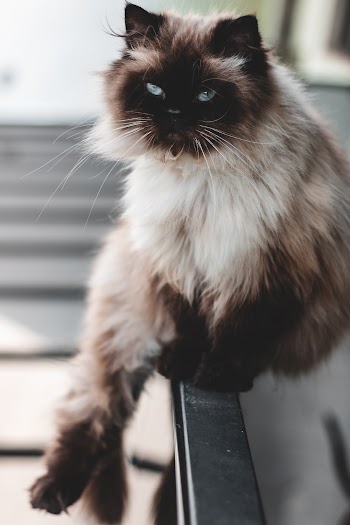 Close-Up Photo of Downy Cat