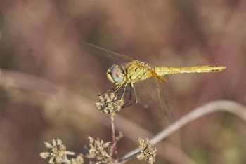 Close-Up Photo of Dragonfly