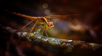Close-Up Photo of Dragonfly Perched On Branch