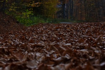 Close-Up Photo of Dried Leaves on Ground
