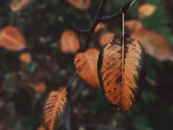 Close-Up Photo of Dry Leaf