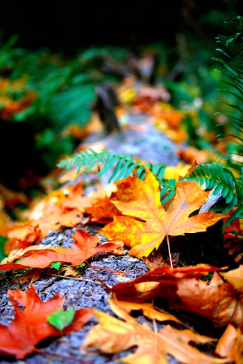 Close-Up Photo of Dry Leaves