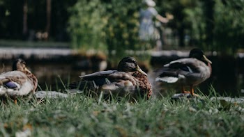 Close-Up Photo Of Ducks On Grass