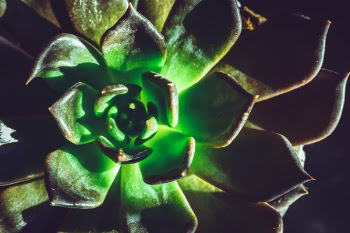 Close-Up Photo of Echeveria Plant