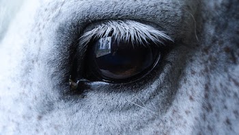 Close-Up Photo Of Eye