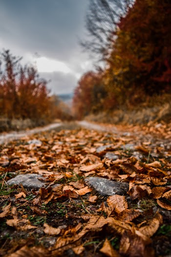 Close-Up Photo of Fallen Leaves