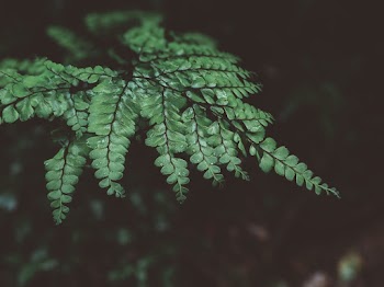 Close-up Photo Of Fern Leaves