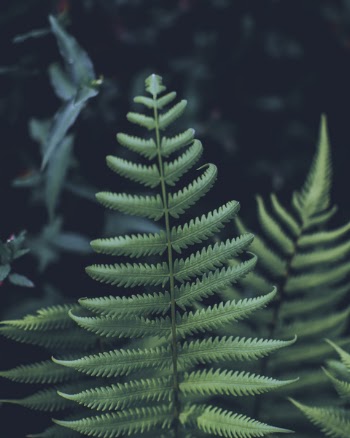 Close-Up Photo of Fern Plant