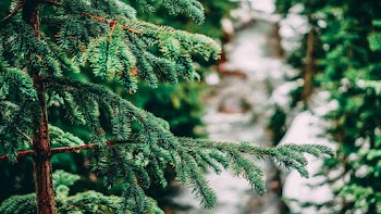 Close-Up Photo of Fir Tree