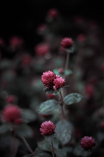 Close-Up Photo of Flower