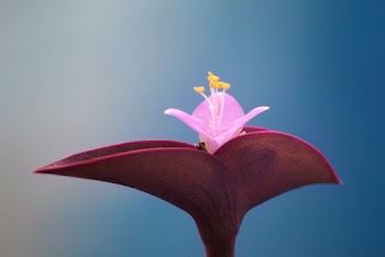 Close-Up Photo Of Flower