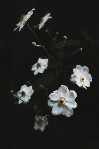 Close-Up Photo Of Flowers