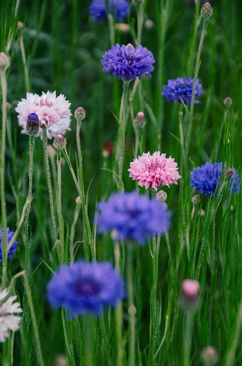 Close-Up Photo Of Flowers