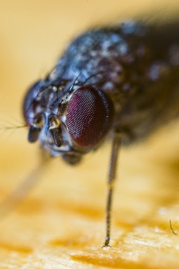 Close-up Photo Of Fly