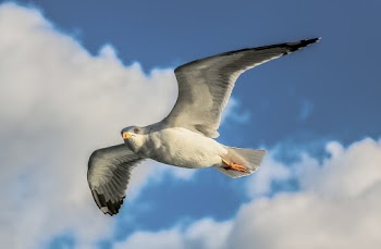 Close-Up Photo of Flying Seagull