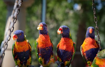 Close-Up Photo of Four Parrots