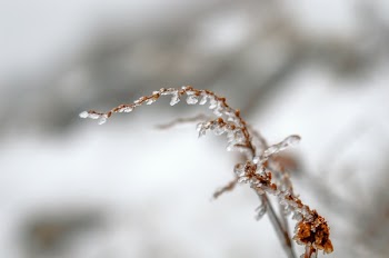 Close Up Photo of Frozen Plant