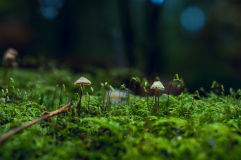 Close-Up Photo of Fungi