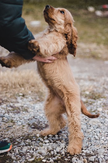 Close-Up Photo of Furry Dog