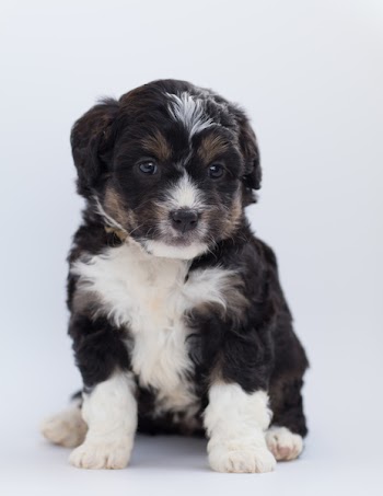 Close-Up Photo of Furry Puppy