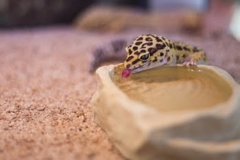 Close-Up Photo of Gecko Drinking Water