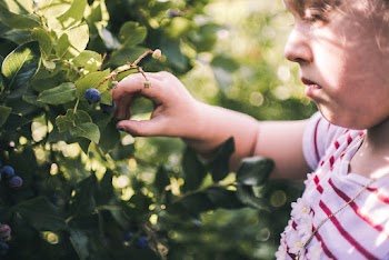 Close-Up Photo of Girl Picking Blueberries