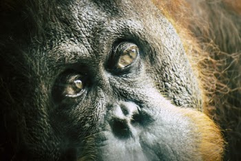 Close-up photo of gorilla