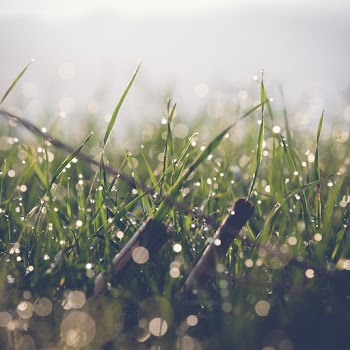 Close-Up Photo of Grass