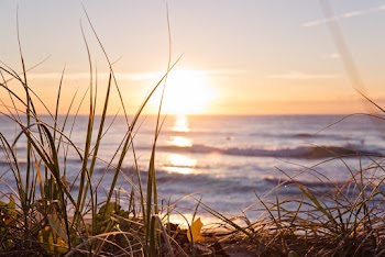 Close-Up Photo of Grass