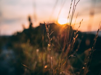 Close-up Photo of Grass