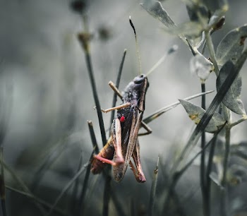 Close-Up Photo of Grasshopper