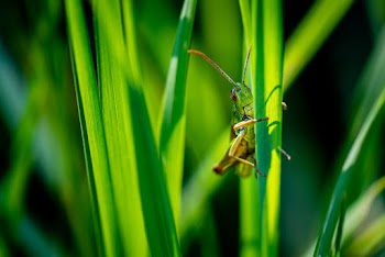 Close-Up Photo of Grasshopper on Leaf