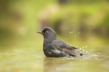 Close Up Photo of Gray Bird