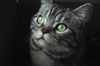 Close-up Photo of Gray Cat With Green Eyes