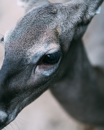 Close-Up Photo of Gray Deer