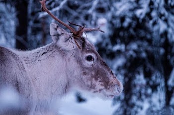 close-up photo of gray deer at forest