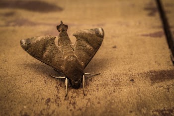 Close Up Photo of Gray Hawk Moth on Ground