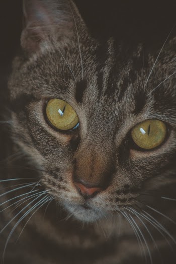 Close-up Photo of Gray Tabby Cat