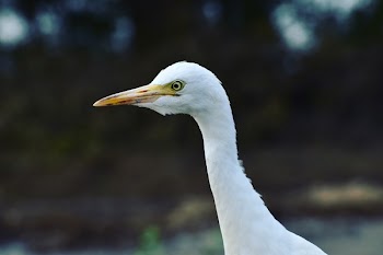 Close-Up Photo of Great Egret