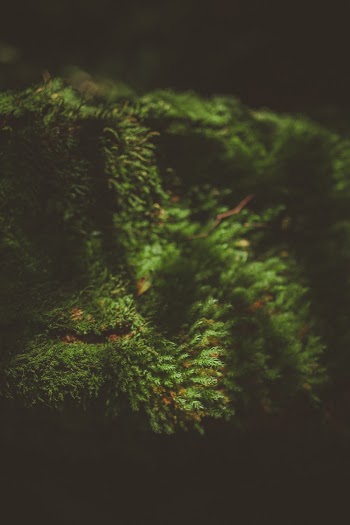 Close-up Photo of Green Algae