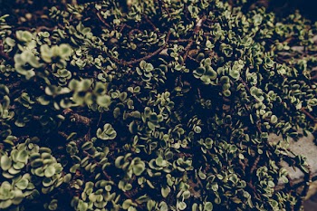 Close Up Photo of Green and Brown Grass