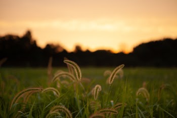 Close-up Photo of Green and Brown Grass Field