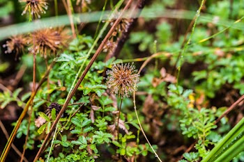 Close-up Photo of Green and Brown Plants