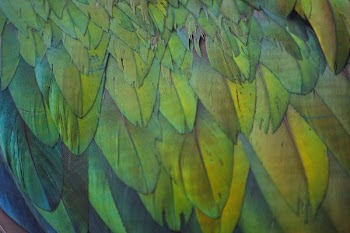 close-up photo of green and yellow feathers