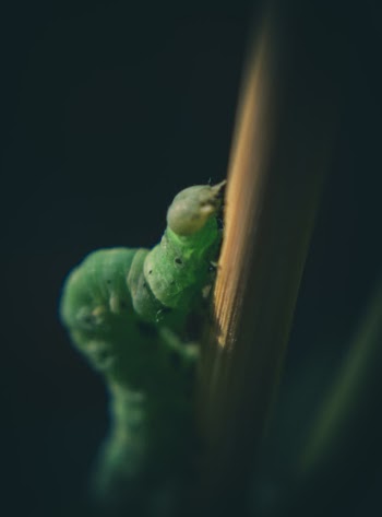 Close-Up Photo of Green Caterpillar